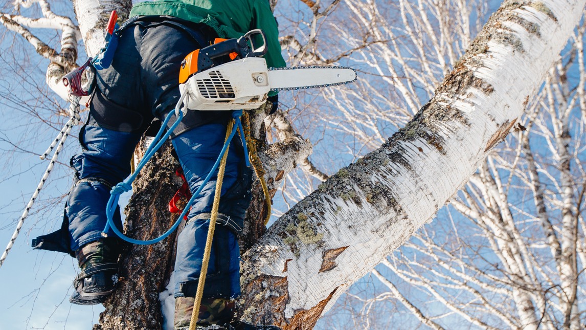 En arborist klättrar i ett träd med en motorsåg.